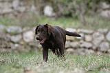 LABRADOR 880
